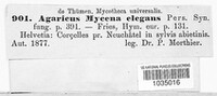 Mycena aurantiomarginata image